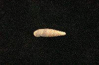 藏品(似謝氏煙管蝸牛)的圖片